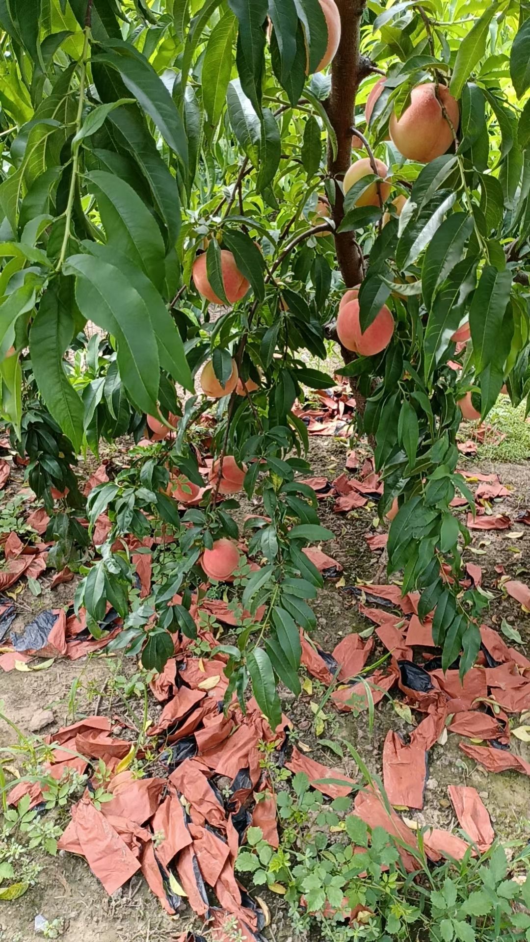 仙桃新鲜上市！品质有保证，主要品种:川岛，夏之梦