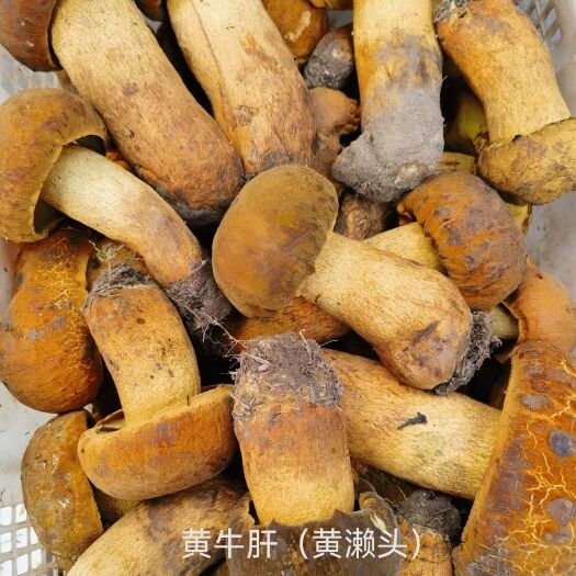 禄劝县云南野生菌  大脚菇
