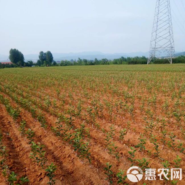 爱妃苹果苗矮化苹果苗  嫁接苹果苗基地