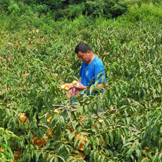 蓝山县锦绣黄桃
