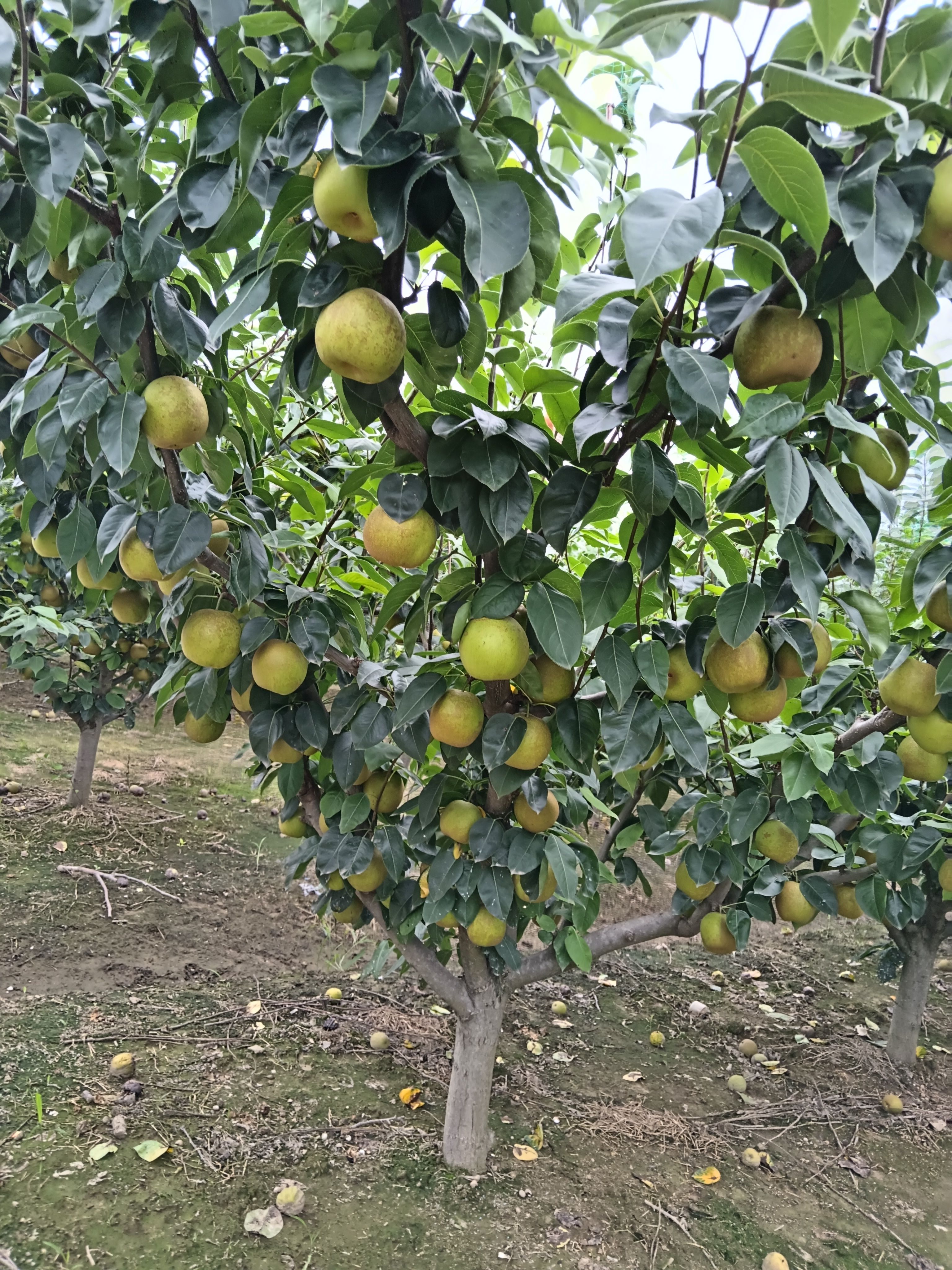 翠冠梨