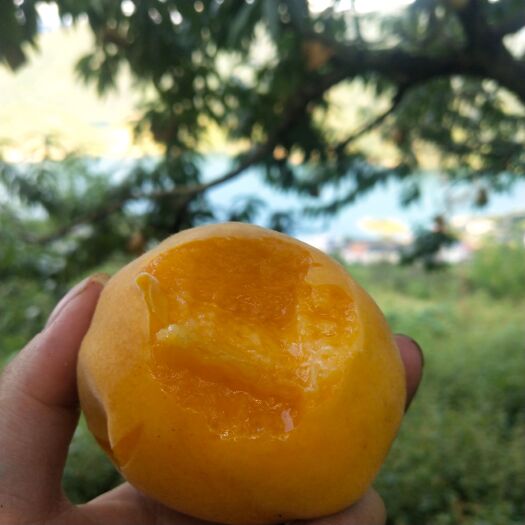 资兴市东江湖锦绣黄桃