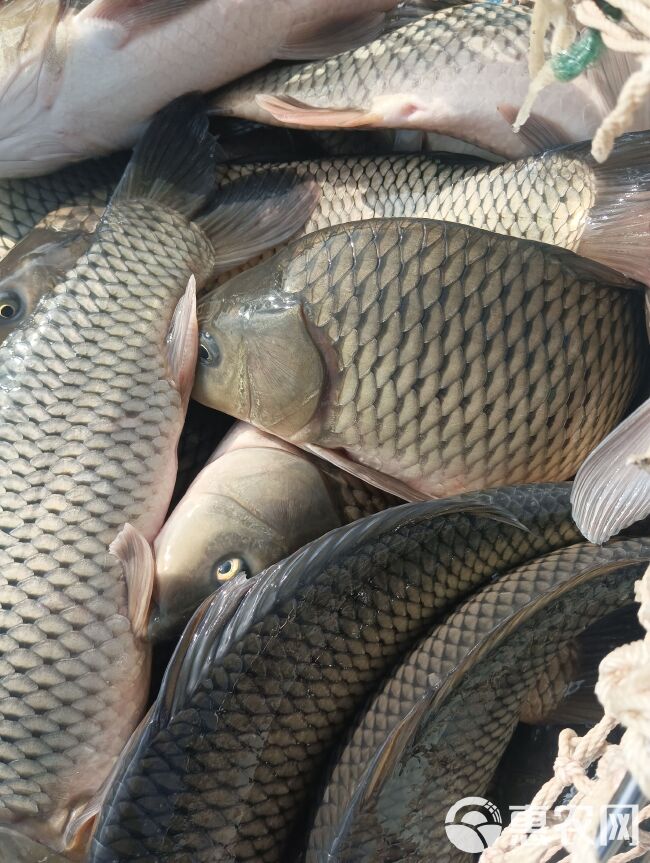 草鱼 需要成品鱼放鱼塘水库垂钓的，品种规格齐全。