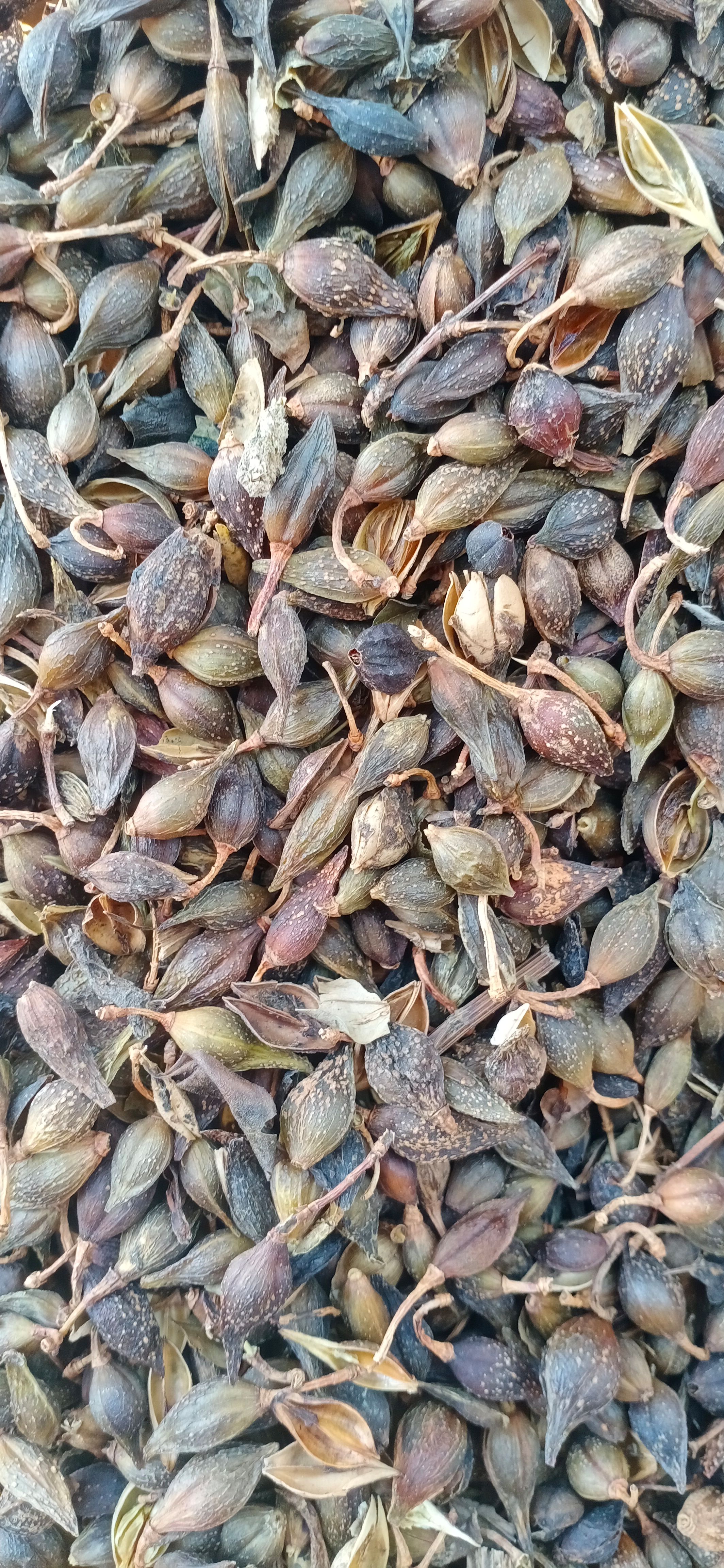 【连翘】青翘黄翘产地山西一手货源大货供应规格齐全量大优惠。