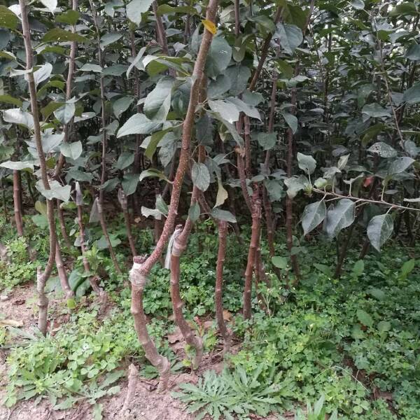 爱妃苹果苗矮化苹果苗  嫁接苹果苗基地