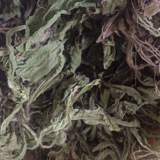 广州 地胆草 坐地娘干货 无硫红花地胆头草 苦地胆草