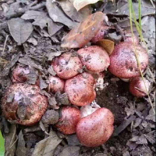小金县青杠菌