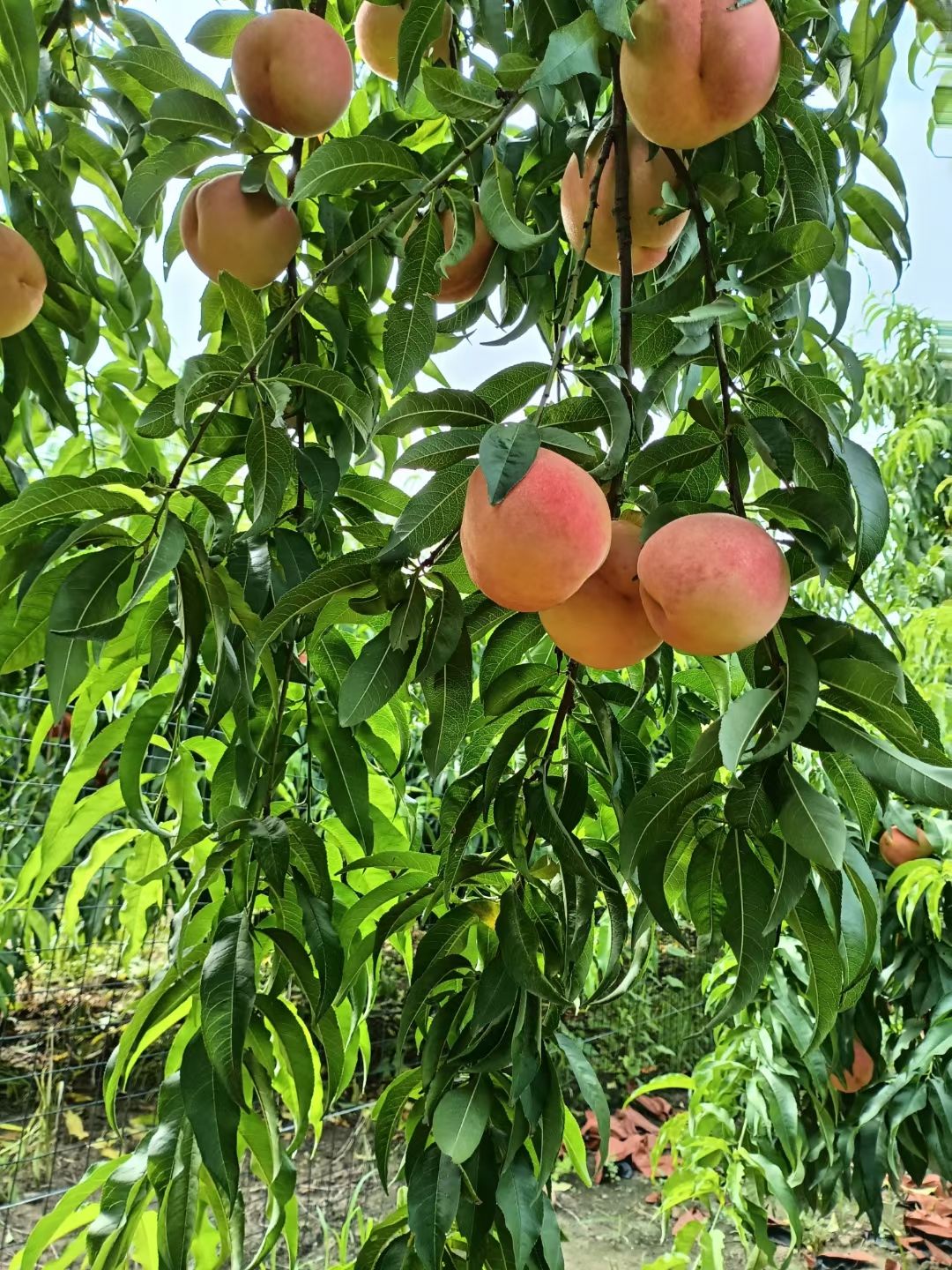 仙桃新鲜上市！品质有保证，主要品种:川岛，夏之梦