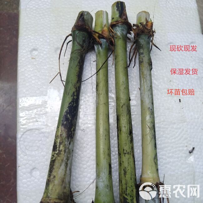 无毛甜象草3号，叶大，无毛，现砍现发