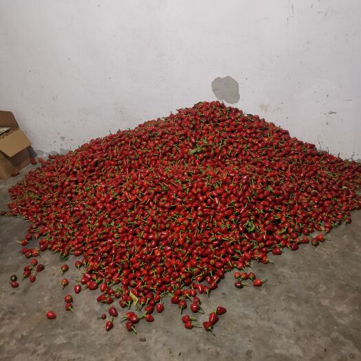 遵义草莓椒，新鲜采摘，农户自产，有意者联系
