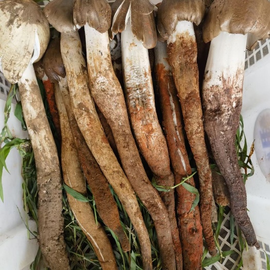 禄劝县云南野生菌鸡枞