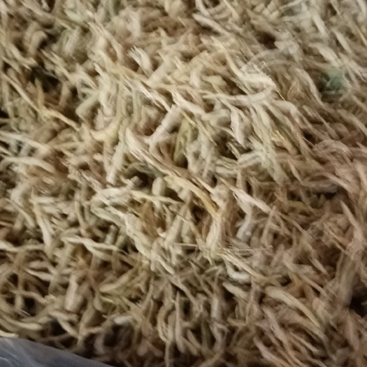 泰安北花一号金银花
