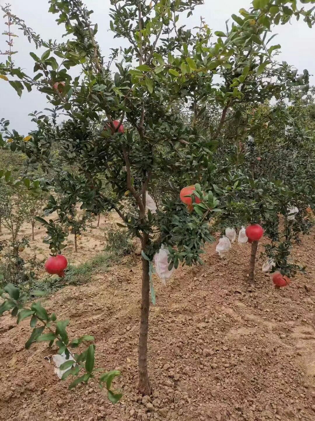 突尼斯软籽石榴树苗出售泰山红石榴苗价格
