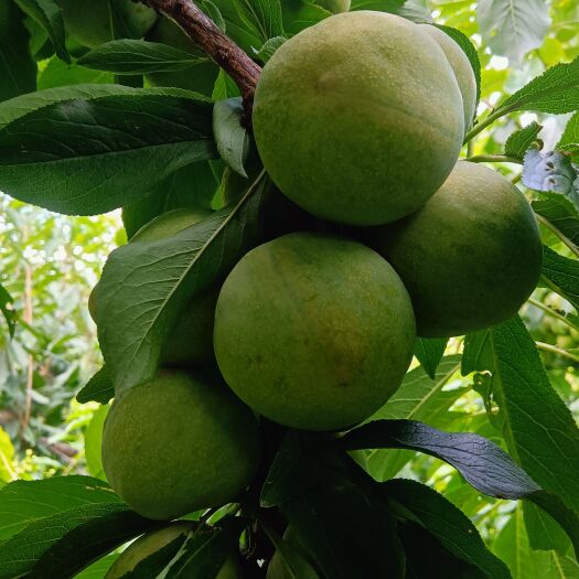 茂县茂汶青脆李大量上市