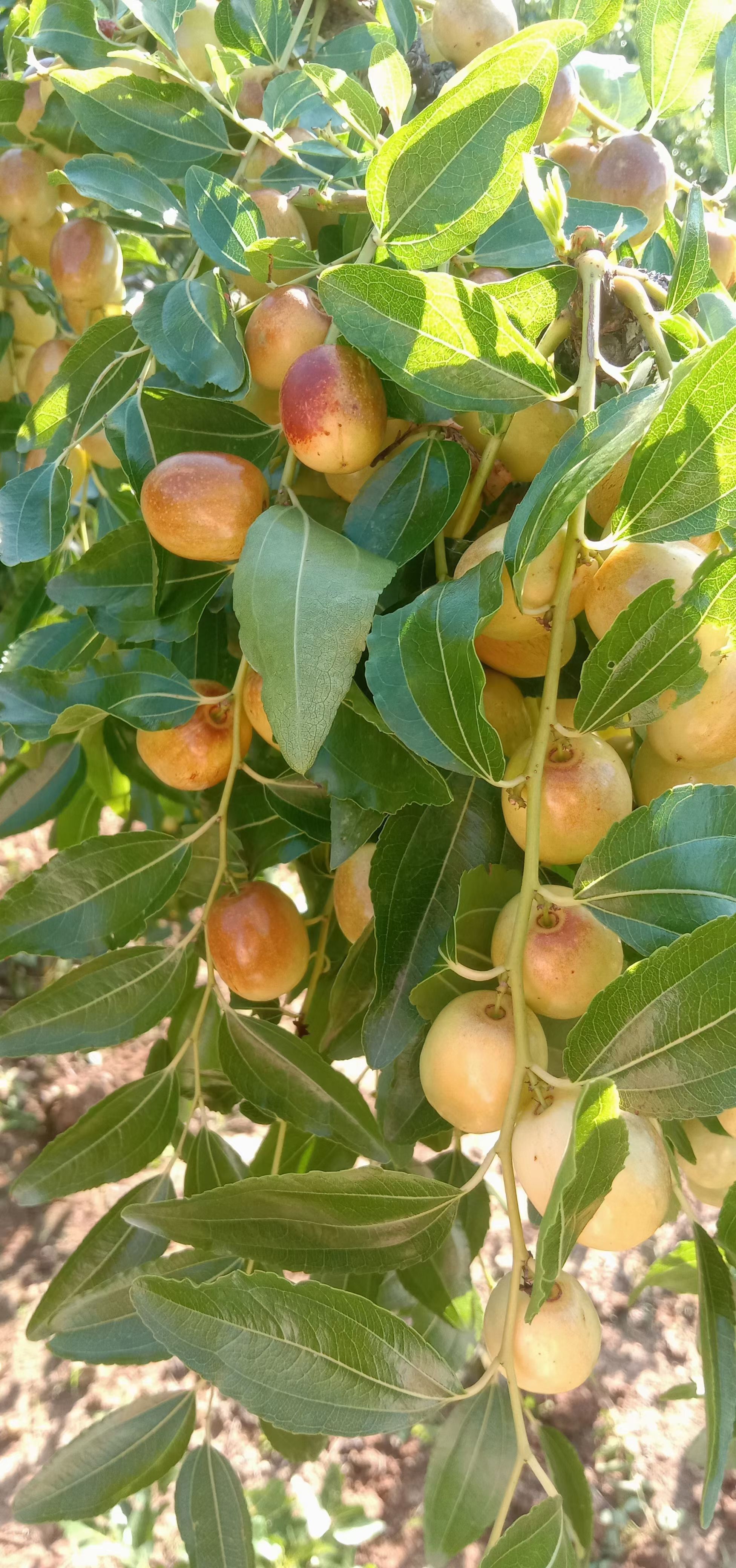 鲜枣米枣节