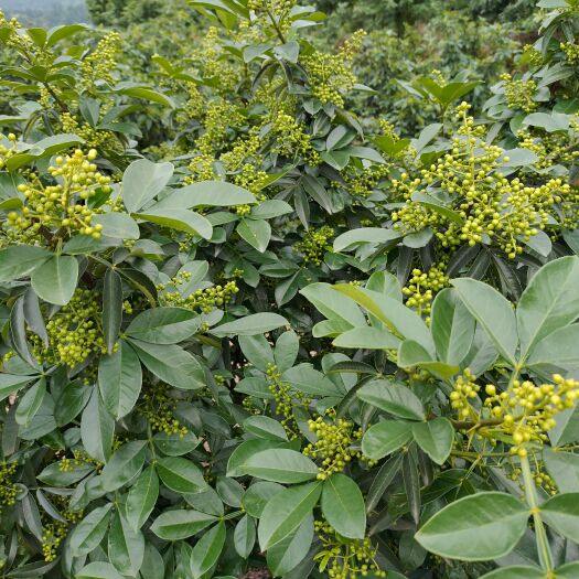 达州青花椒