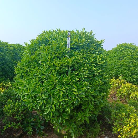 广州非洲茉莉  大灰莉球，200-250，500棵，袋苗