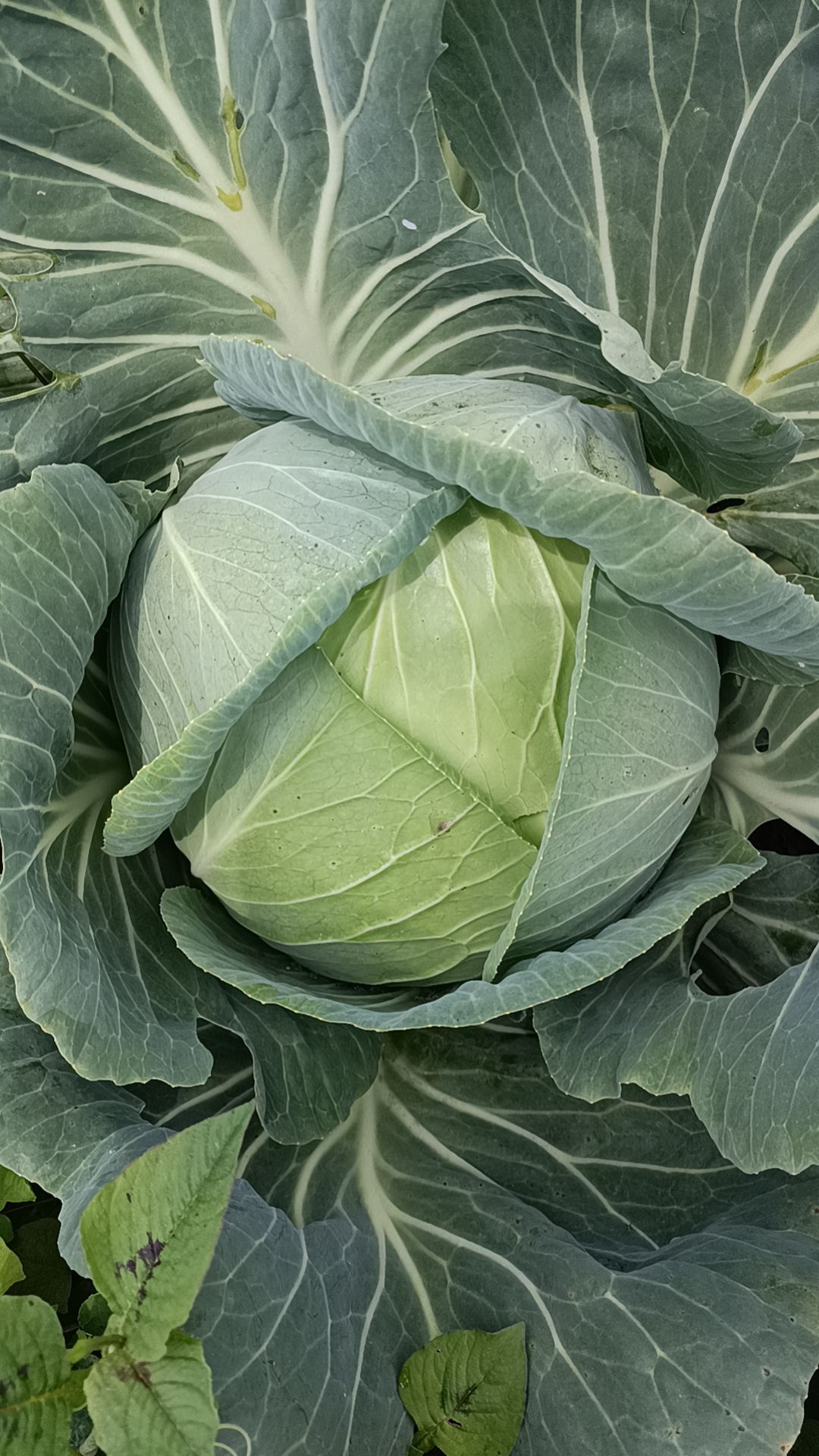 奥奇利奥奇娜扁包菜