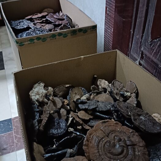 贵州紫，黑灵芝