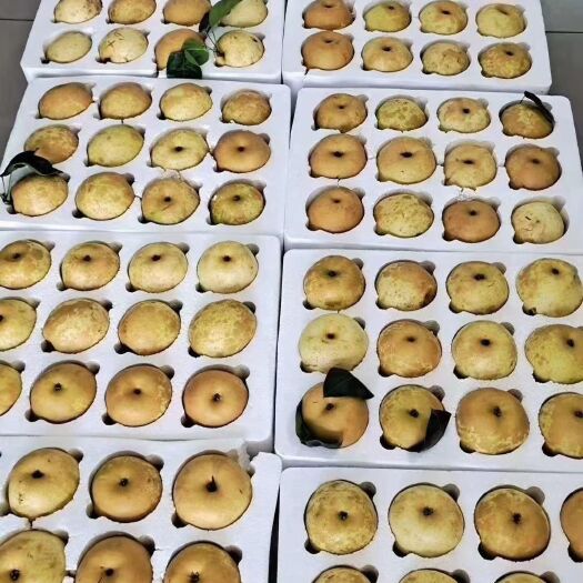 上饶广丰西坛天桂梨