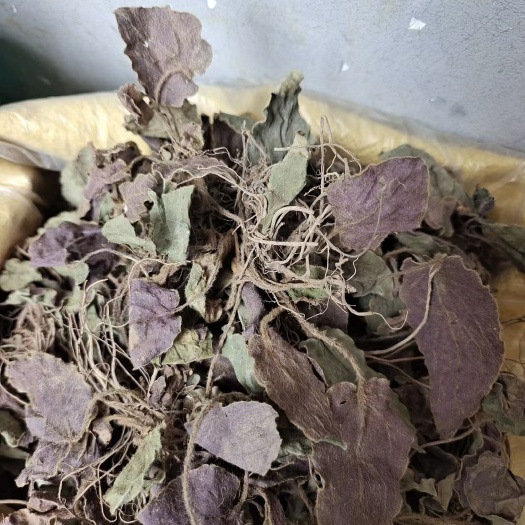 玉林紫背兔耳风，叶下红，红背兔耳草