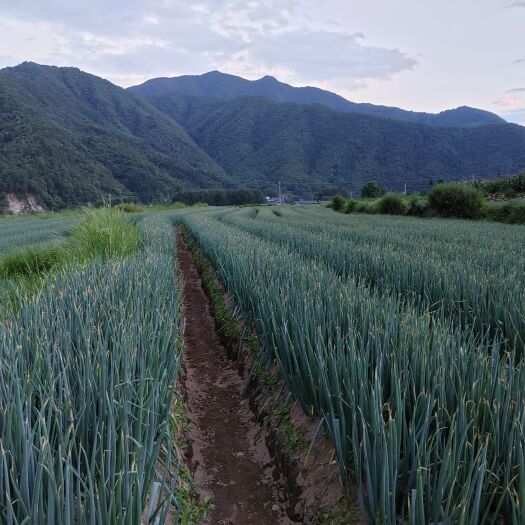 冕宁县长白大葱