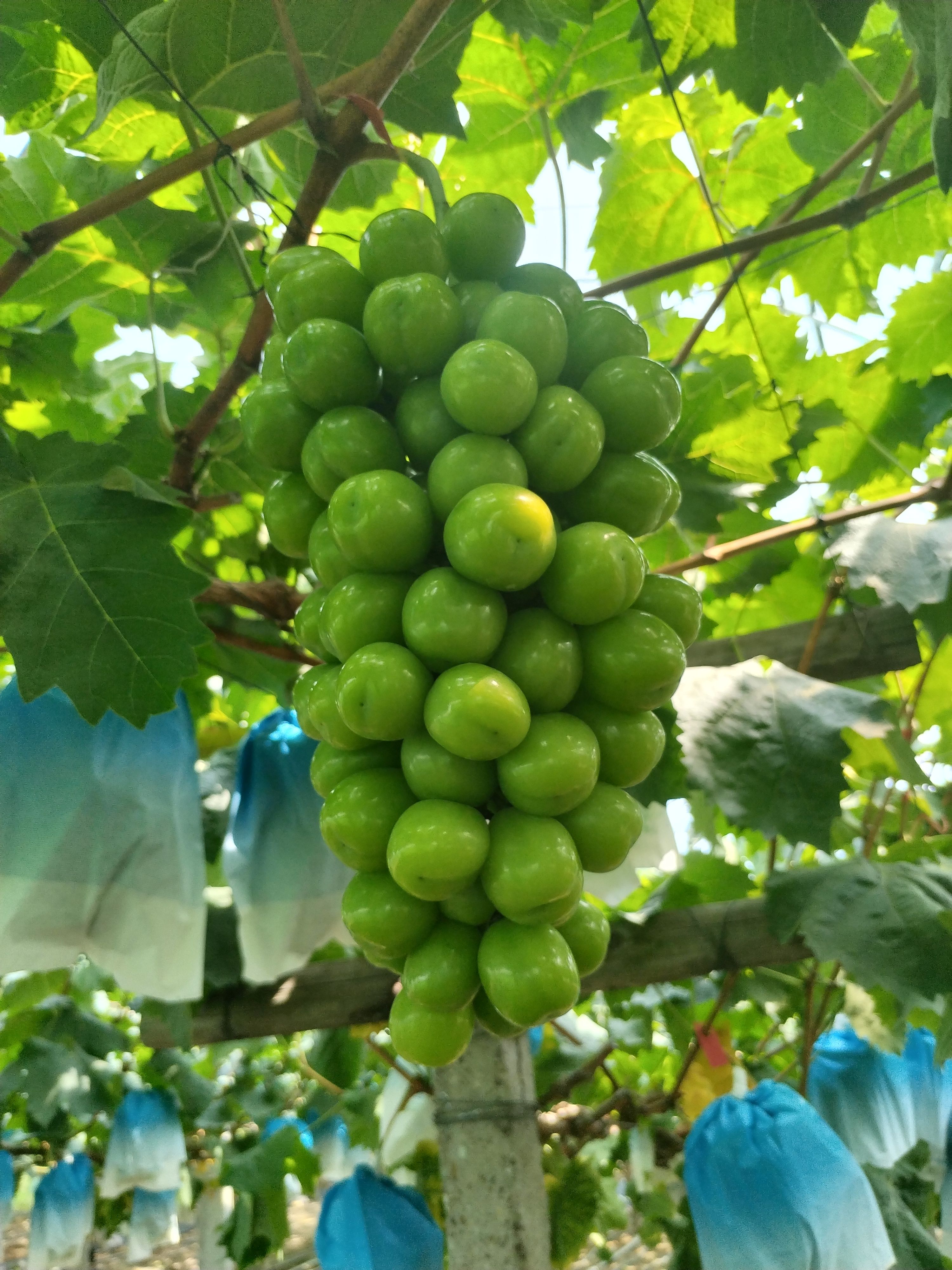 阳光玫瑰 葡萄  现摘现发