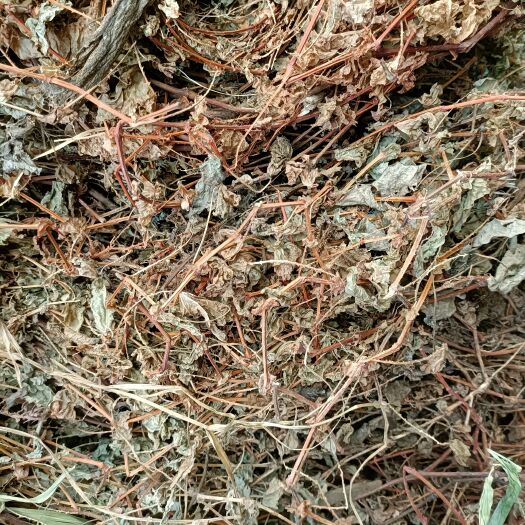 新县杠板归蛇倒退河白草2023新货自然晒干无硫熏批发