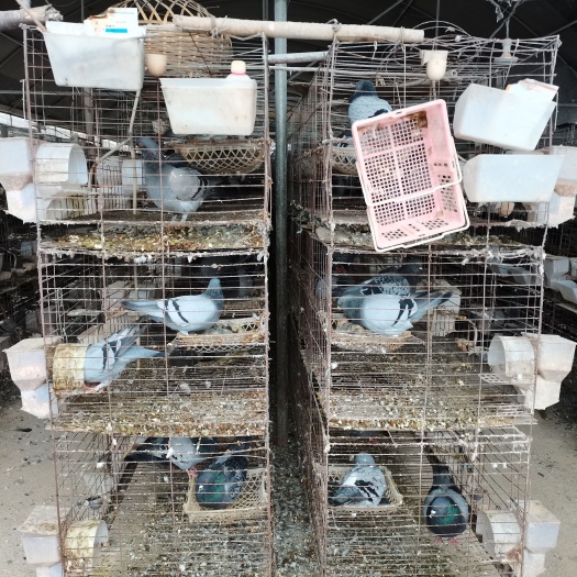 麻江县种鸽