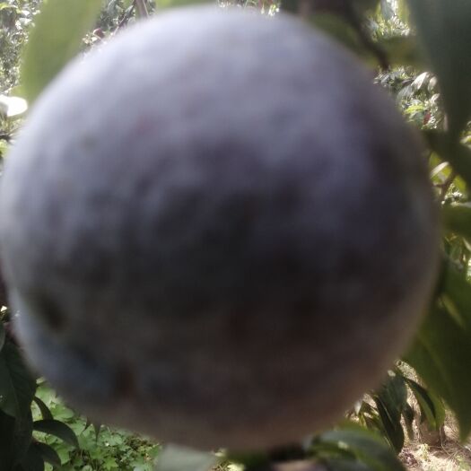 舞阳县黑布林   黑宝石