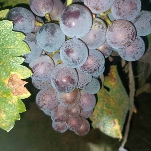 成都巨峰葡萄