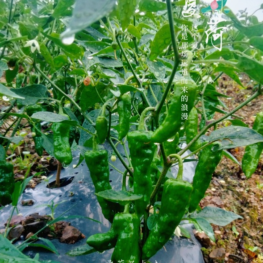 长阳县高山蔬菜已上市，产地直销，保质保鲜