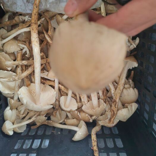 合浦县荔枝菌，鸡枞菌
