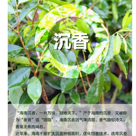 陵水县奇楠沉香苗
