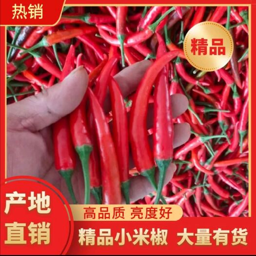 商丘辣椒小米椒基地直销，现采现摘，全国支持发货