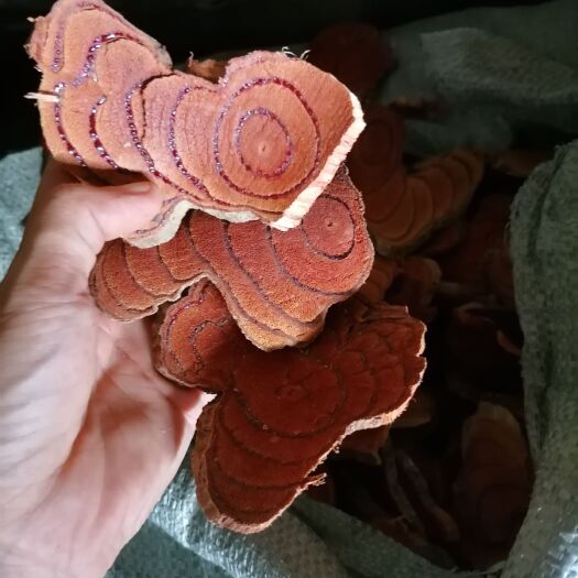 玉林鸡血藤大片 货 机切大片 过30公分筛  过筛 过检