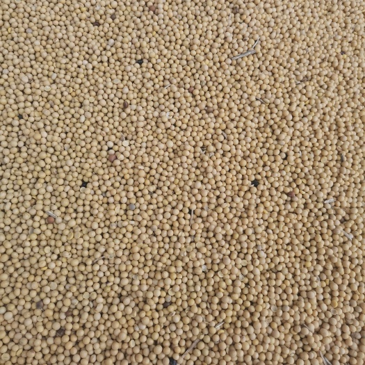 大连卖大豆