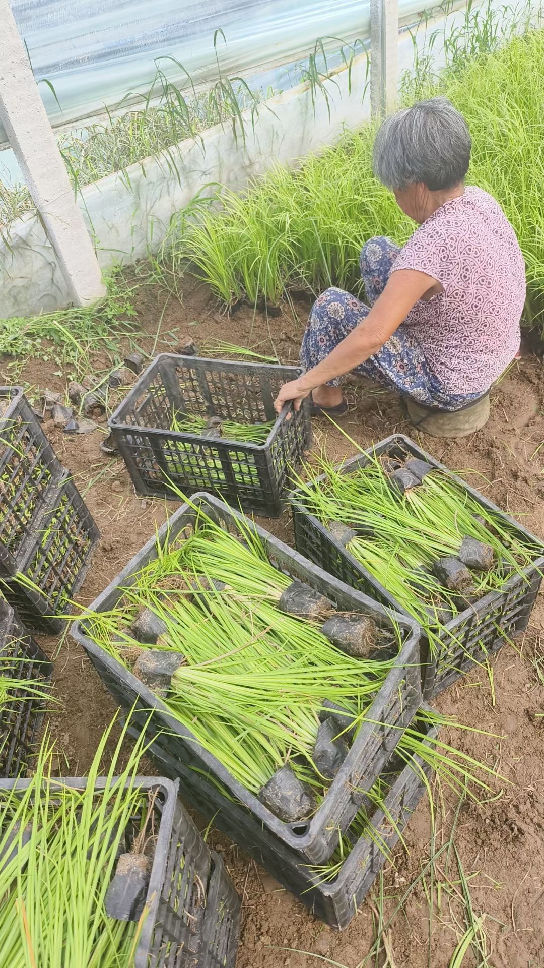 金叶石菖蒲 金边石菖蒲 批发优惠多多