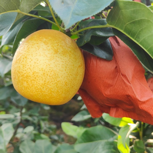 麻阳县湖南麻阳黄金梨，金秋梨