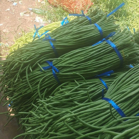 开封精品豆角，长豆角，长豇豆
