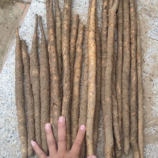 蠡县小白嘴山药，铁棍山药，供应平台，电商，超市