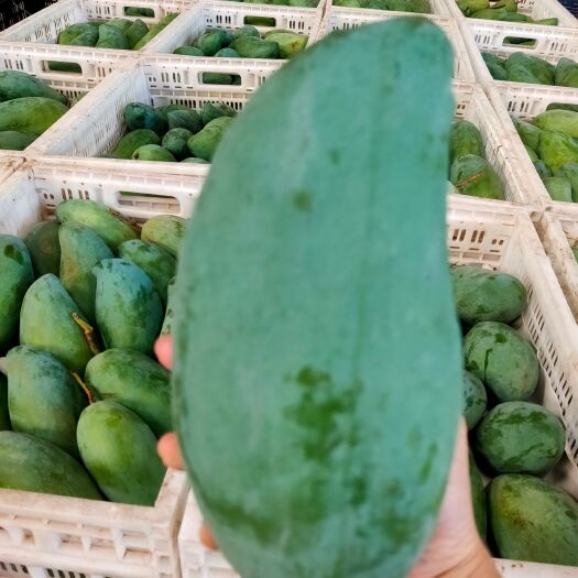 华坪县云南青芒批发【量大从优】运费自理（一件带框60斤 一件代发