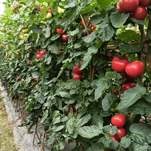 夹江县甘江蔬菜基地西红柿葡萄水果代办，新龙果蔬