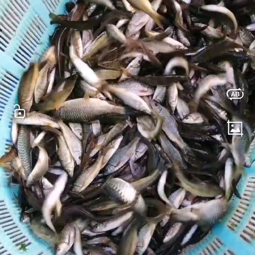 全州县河鱼河虾石扁头溪水石斑