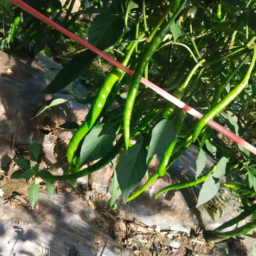 南漳县高山蔬菜，