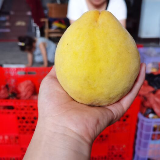 桃江县炎陵锦绣黄桃