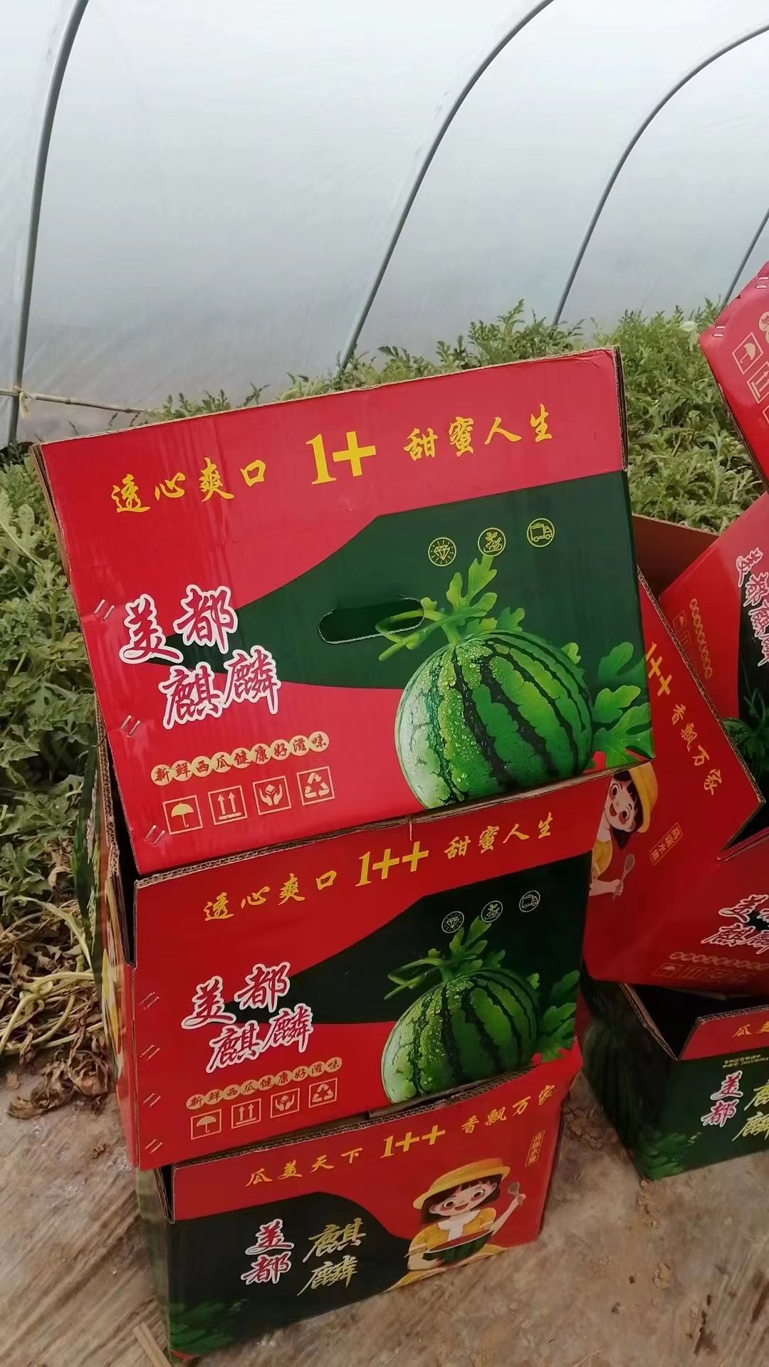 陕西咸阳 7-15斤美都无籽西瓜麒麟瓜 瓜地直销