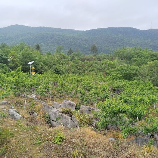 慈利县高山富硒黄桃，甘甜多汁。绿色食品，吃的健康吃的安心。