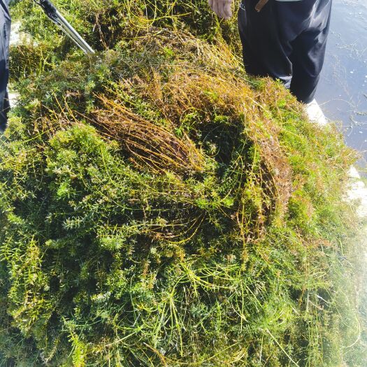 长沙轮叶黑藻水草