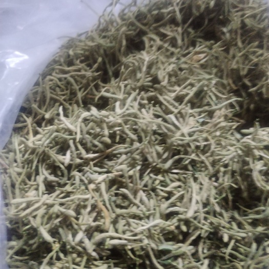 正宁县金银花